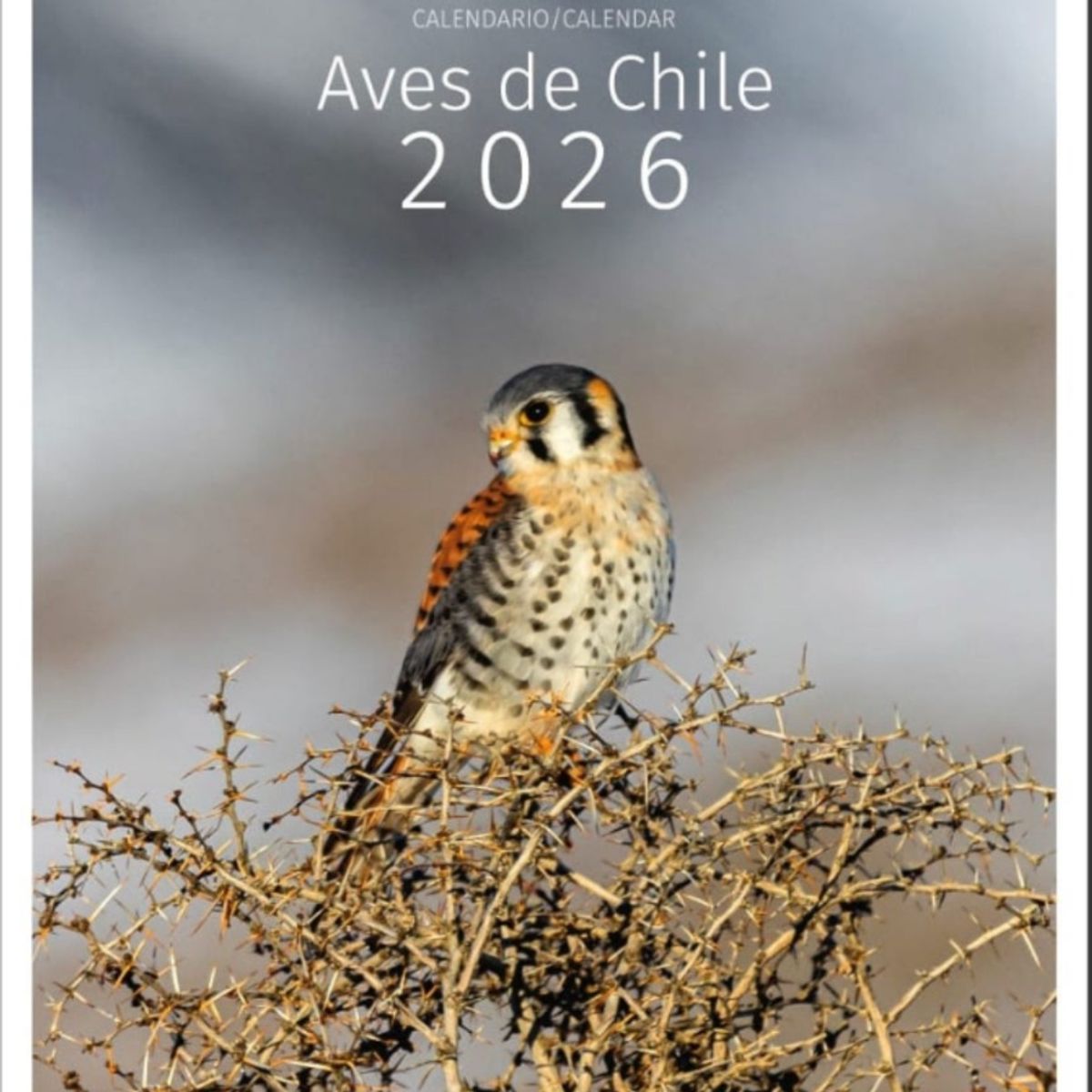 TOP10BOOKS - Calendario Escritorio Aves De Chile 2026 - Tematica Chile