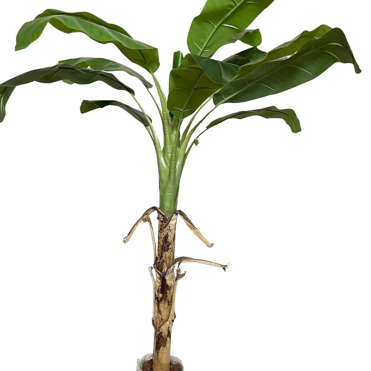 COREL - Árbol Artificial de Banano 175cm Artificial - Estilo Natural para Interiores y Vitrinas