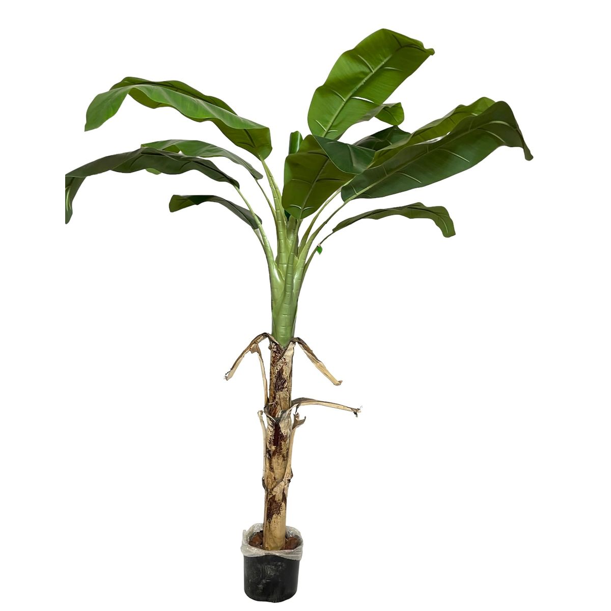COREL - Árbol Artificial de Banano 175cm Artificial - Estilo Natural para Interiores y Vitrinas