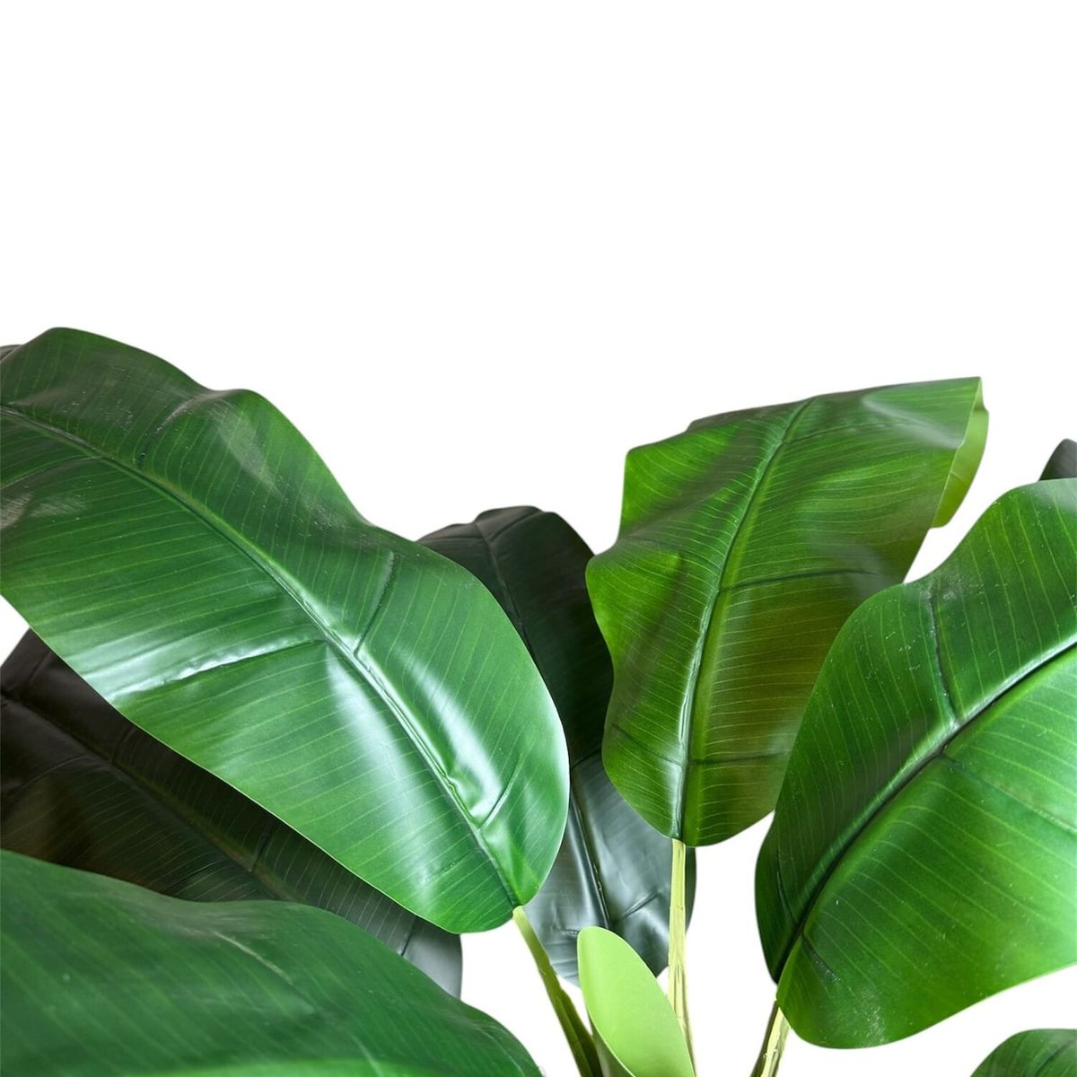 COREL - Árbol Artificial de Banano 175cm Artificial - Estilo Natural para Interiores y Vitrinas
