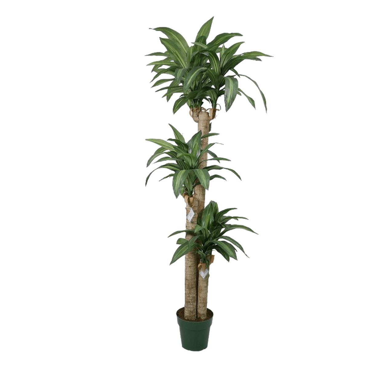 COREL - Árbol Artificial de Dracena 166cm Artificial - Estilo Natural para Interiores y Vitrinas