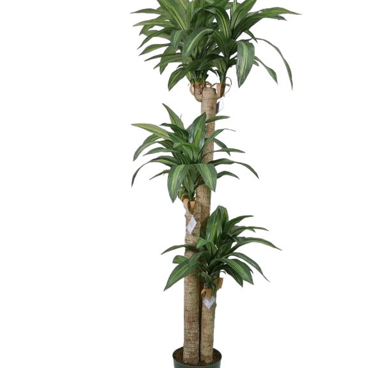 COREL - Árbol Artificial de Dracena 166cm Artificial - Estilo Natural para Interiores y Vitrinas