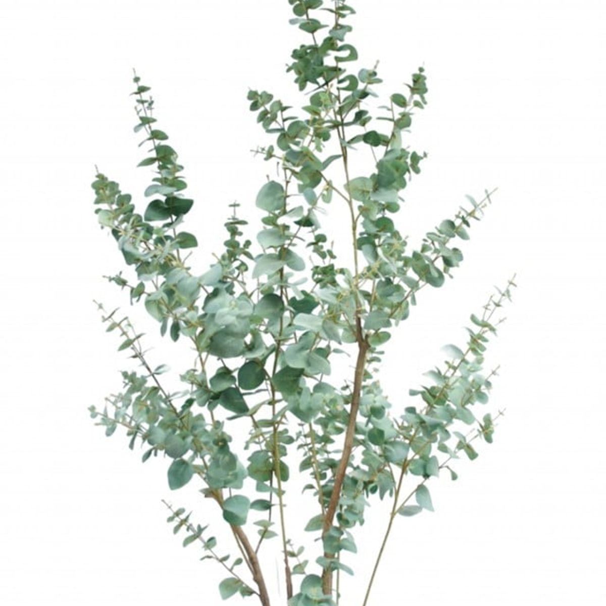 COREL - Árbol Artificial Eucalipto 180cm Artificial - Estilo Natural para Interiores y Vitrinas