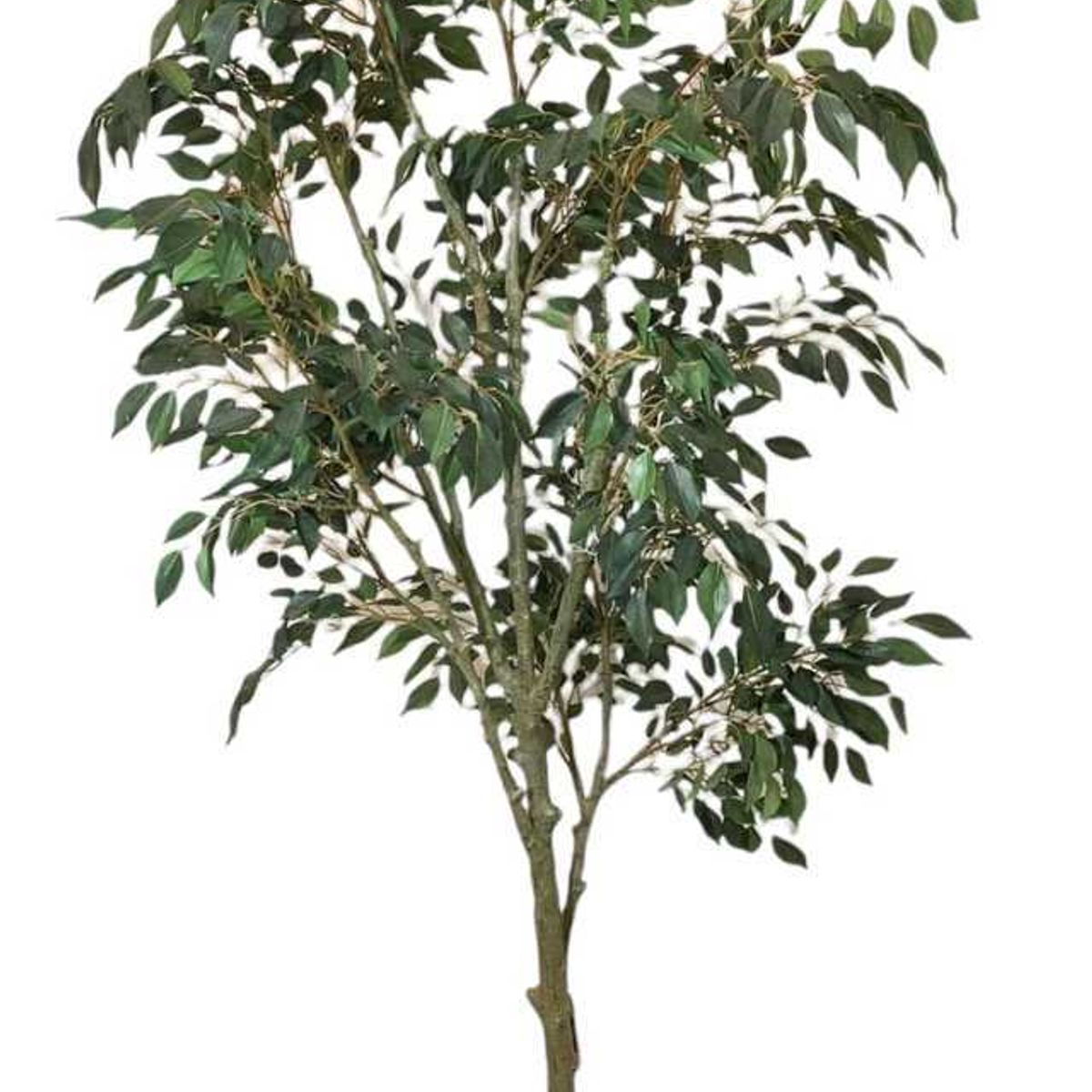 COREL - Árbol Artificial Ficus Hoja Chica 168cm Artificial - Estilo Natural para Interiores y Vitrinas