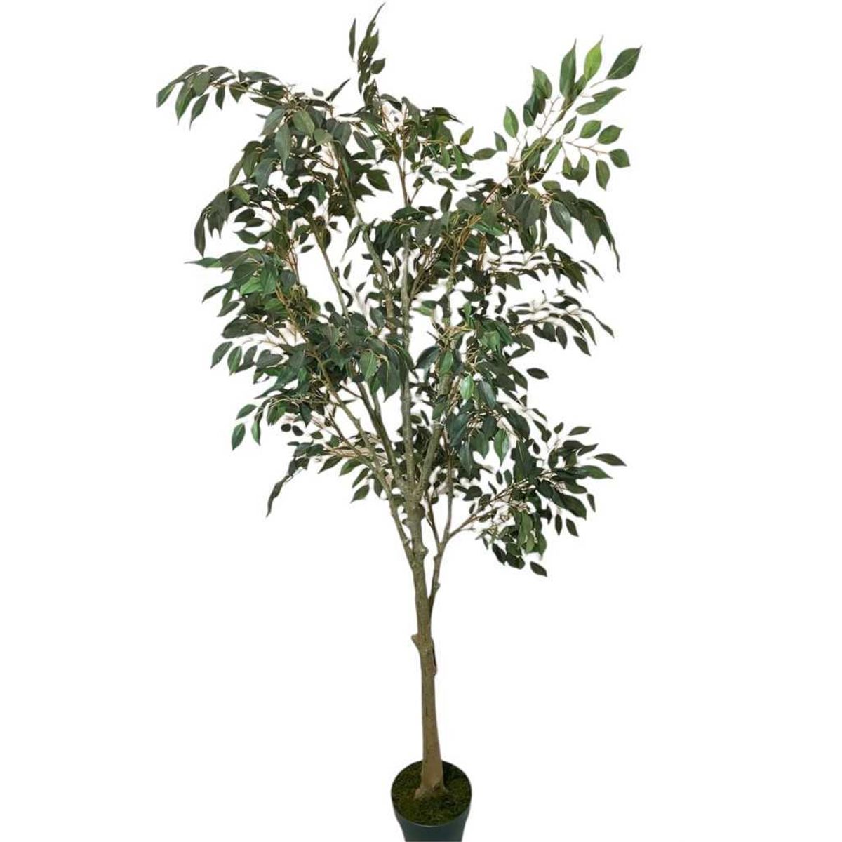 COREL - Árbol Artificial Ficus Hoja Chica 168cm Artificial - Estilo Natural para Interiores y Vitrinas