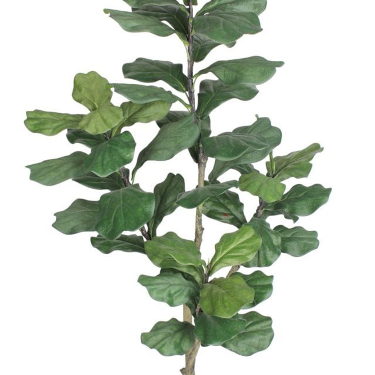 COREL - Árbol Artificial Ficus Lyrata 150cm Artificial - Estilo Natural para Interiores y Vitrinas