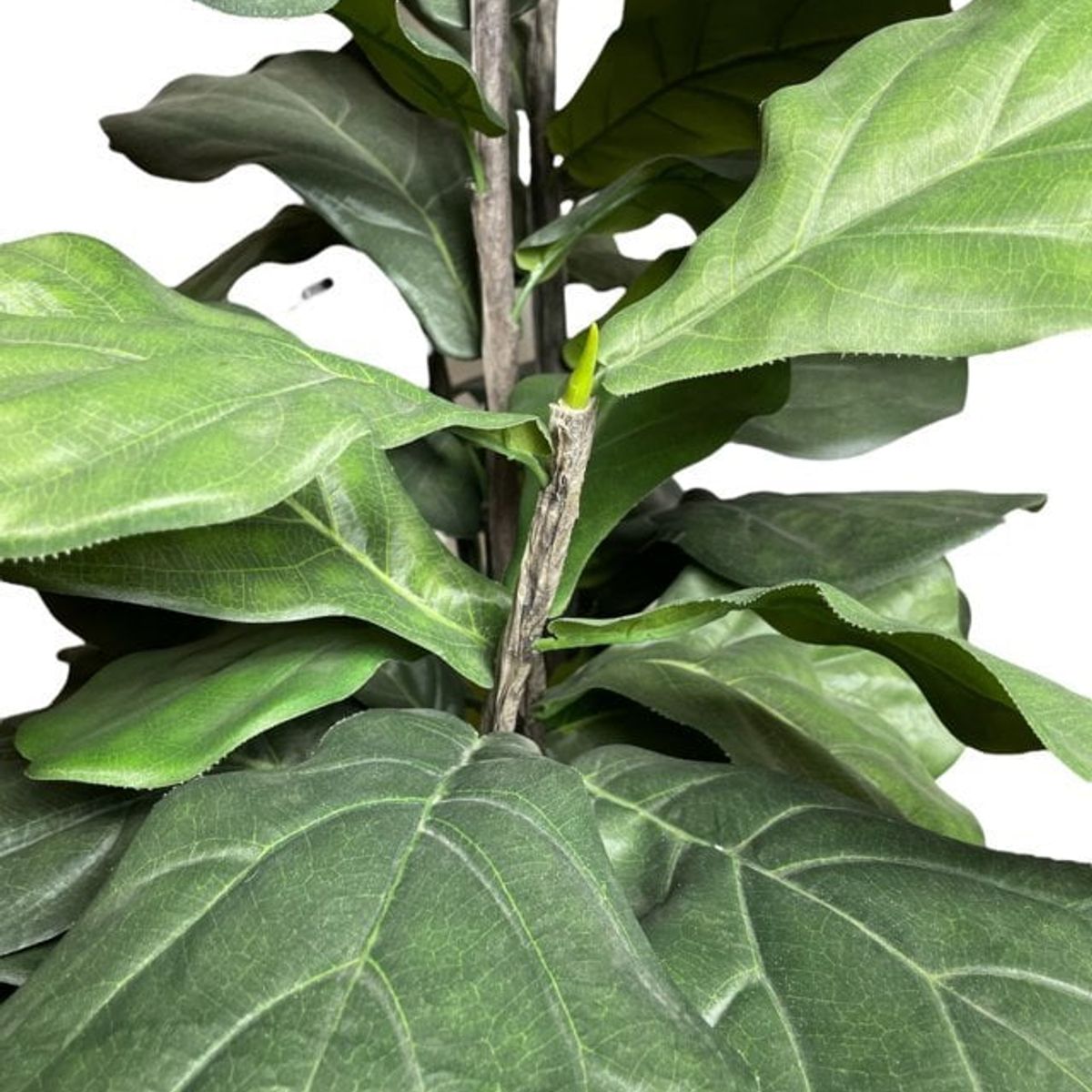 COREL - Árbol Artificial Ficus Lyrata 150cm Artificial - Estilo Natural para Interiores y Vitrinas