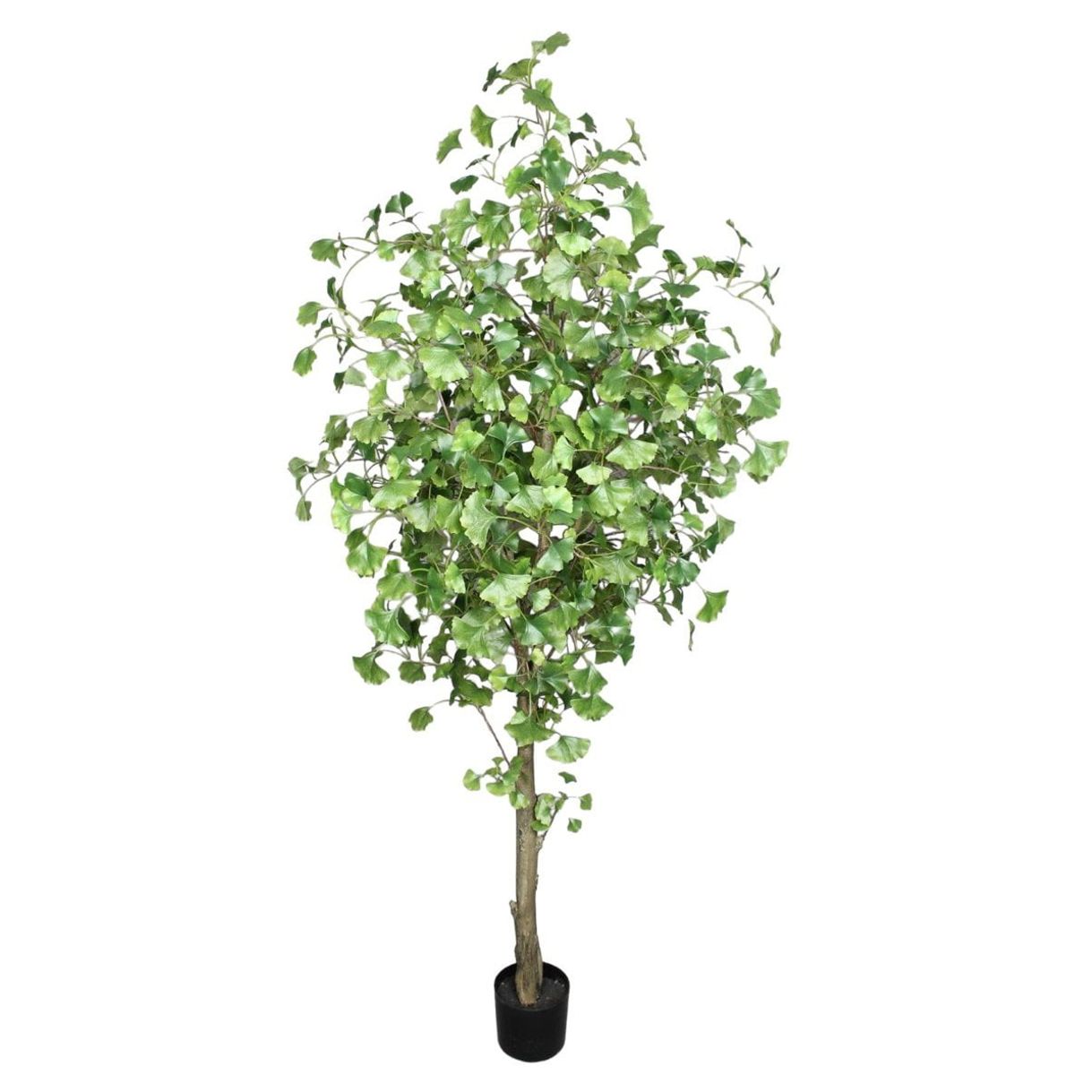 COREL - Árbol Artificial Ginko 180cm Artificial - Estilo Natural para Interiores y Vitrinas