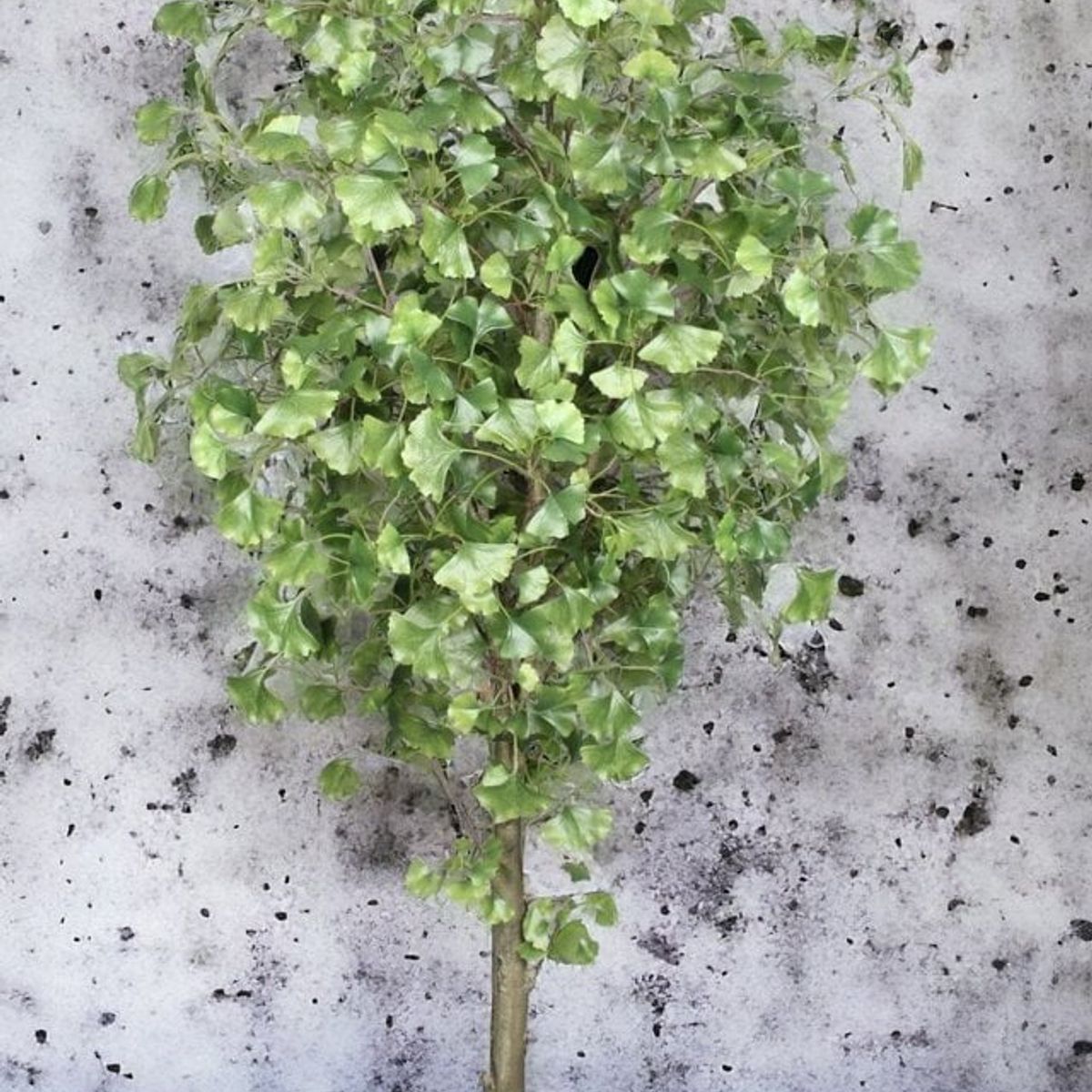COREL - Árbol Artificial Ginko 180cm Artificial - Estilo Natural para Interiores y Vitrinas