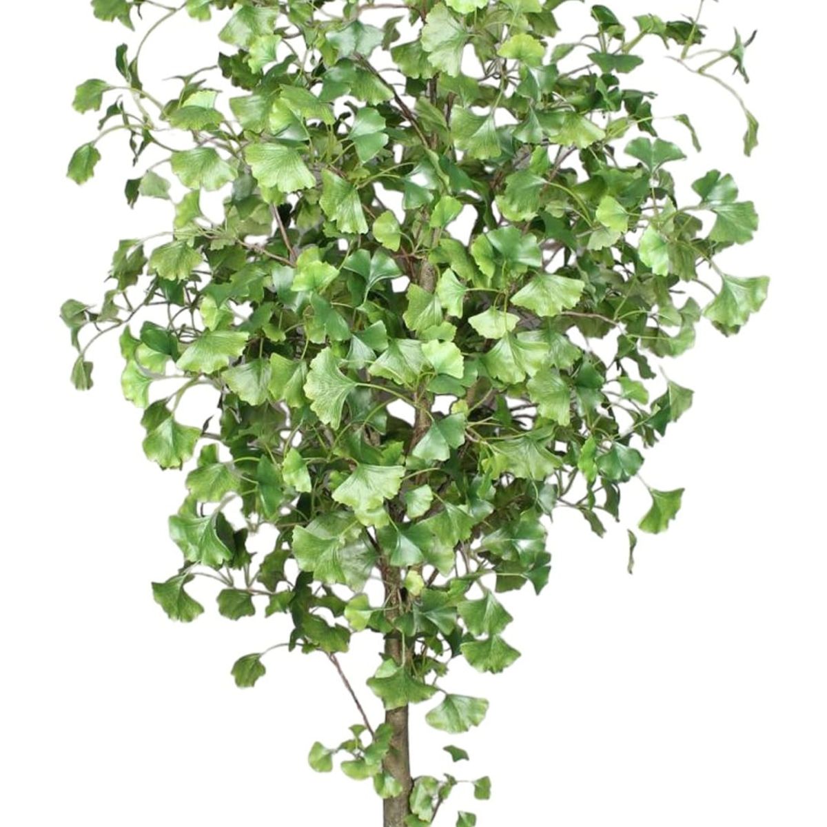COREL - Árbol Artificial Ginko 240cm Artificial - Estilo Natural para Interiores y Vitrinas