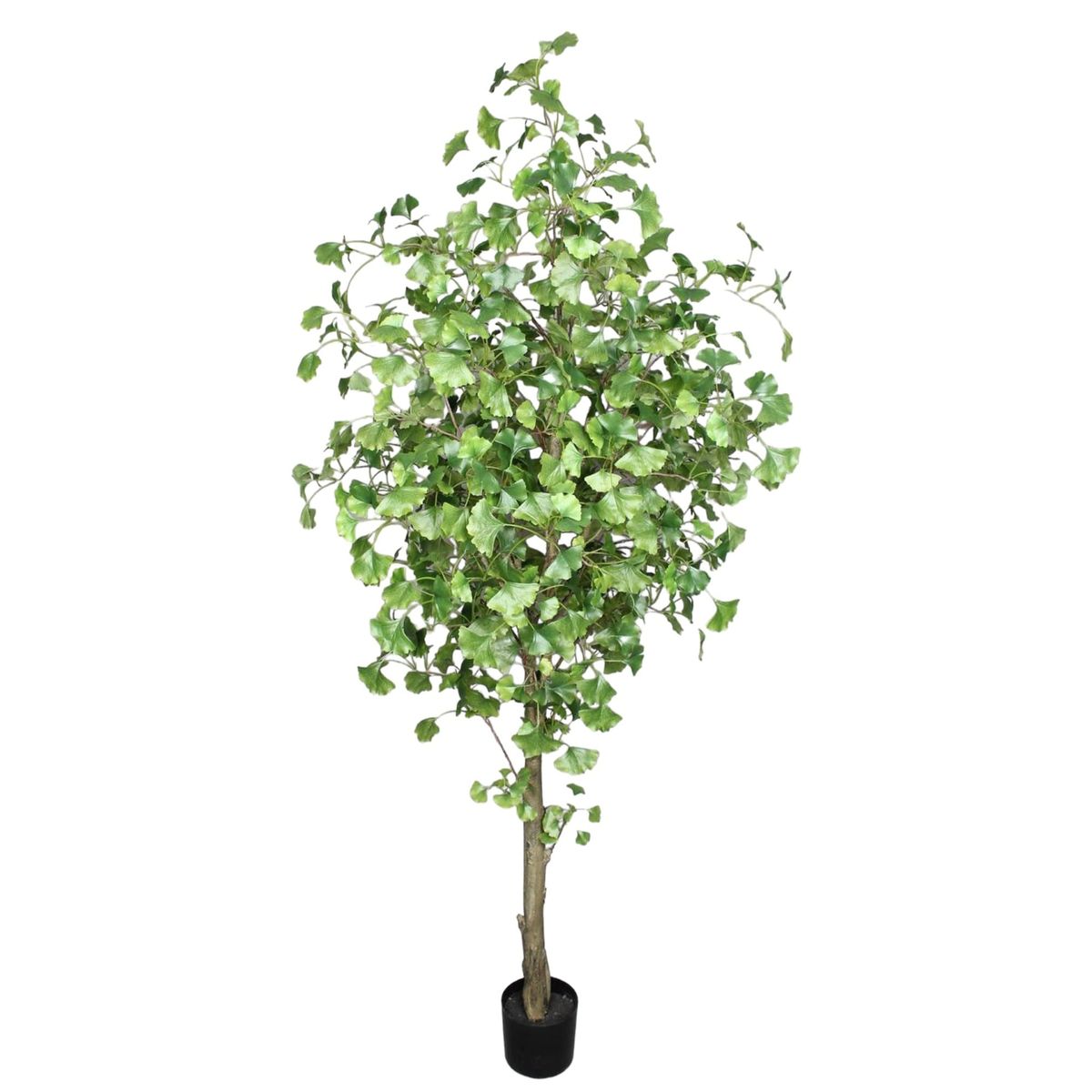 COREL - Árbol Artificial Ginko 240cm Artificial - Estilo Natural para Interiores y Vitrinas