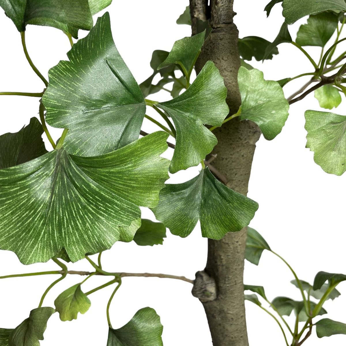 COREL - Árbol Artificial Ginko 240cm Artificial - Estilo Natural para Interiores y Vitrinas