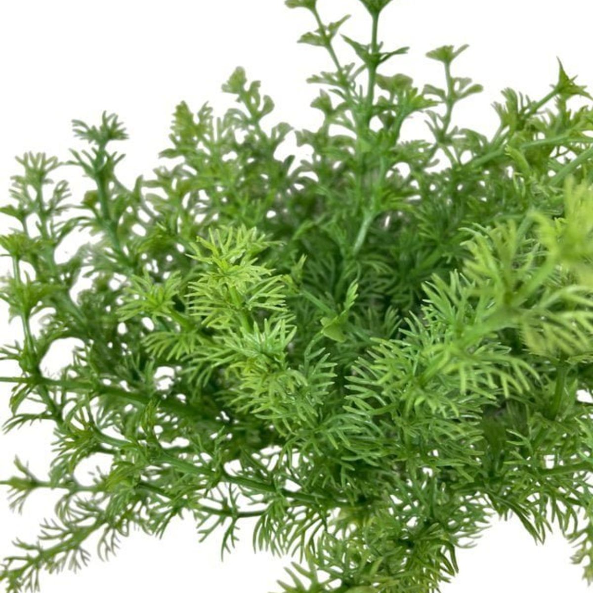 COREL - Arreglo De Arbusto Perejil 35cm Artificial - Estilo Natural para Interiores y Vitrinas