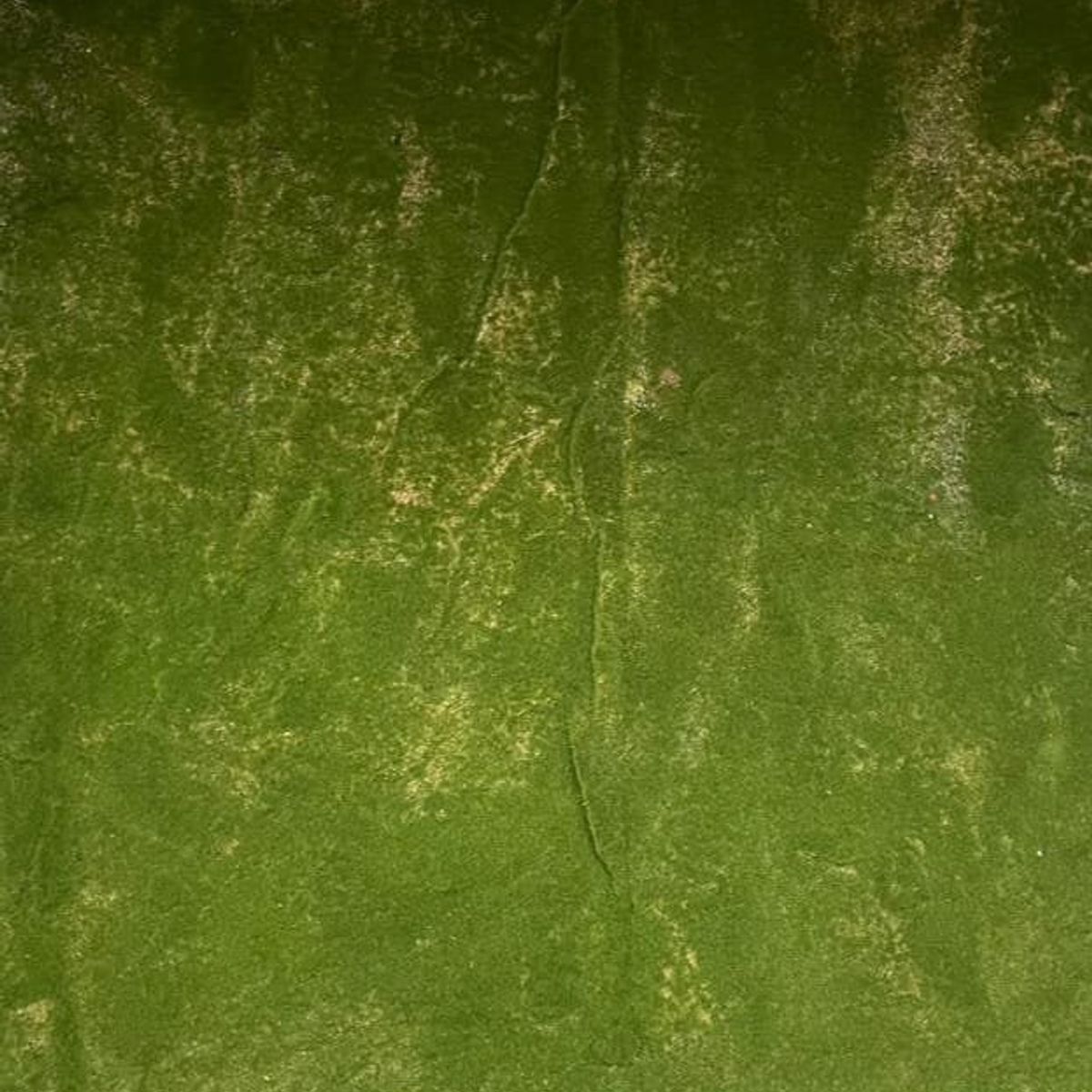 COREL - Carpeta De Musgo 100cm Artificial - Estilo Natural para Interiores y Vitrinas