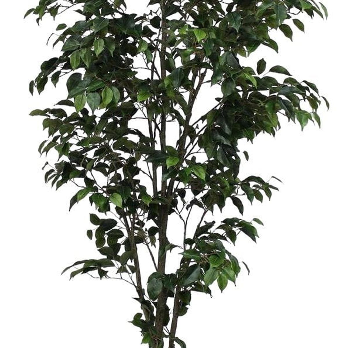 COREL - Ficus Clásico 210cm Artificial - Estilo Natural para Interiores y Vitrinas