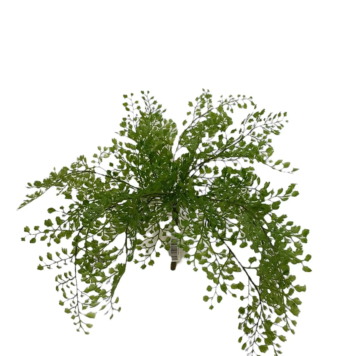 COREL - Helecho Adiantum 36cm Artificial - Estilo Natural para Interiores y Vitrinas