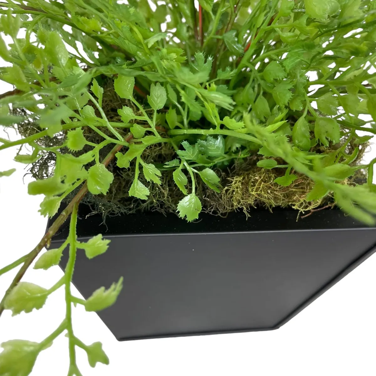 COREL - Helecho Adiantum 36cm Artificial - Estilo Natural para Interiores y Vitrinas