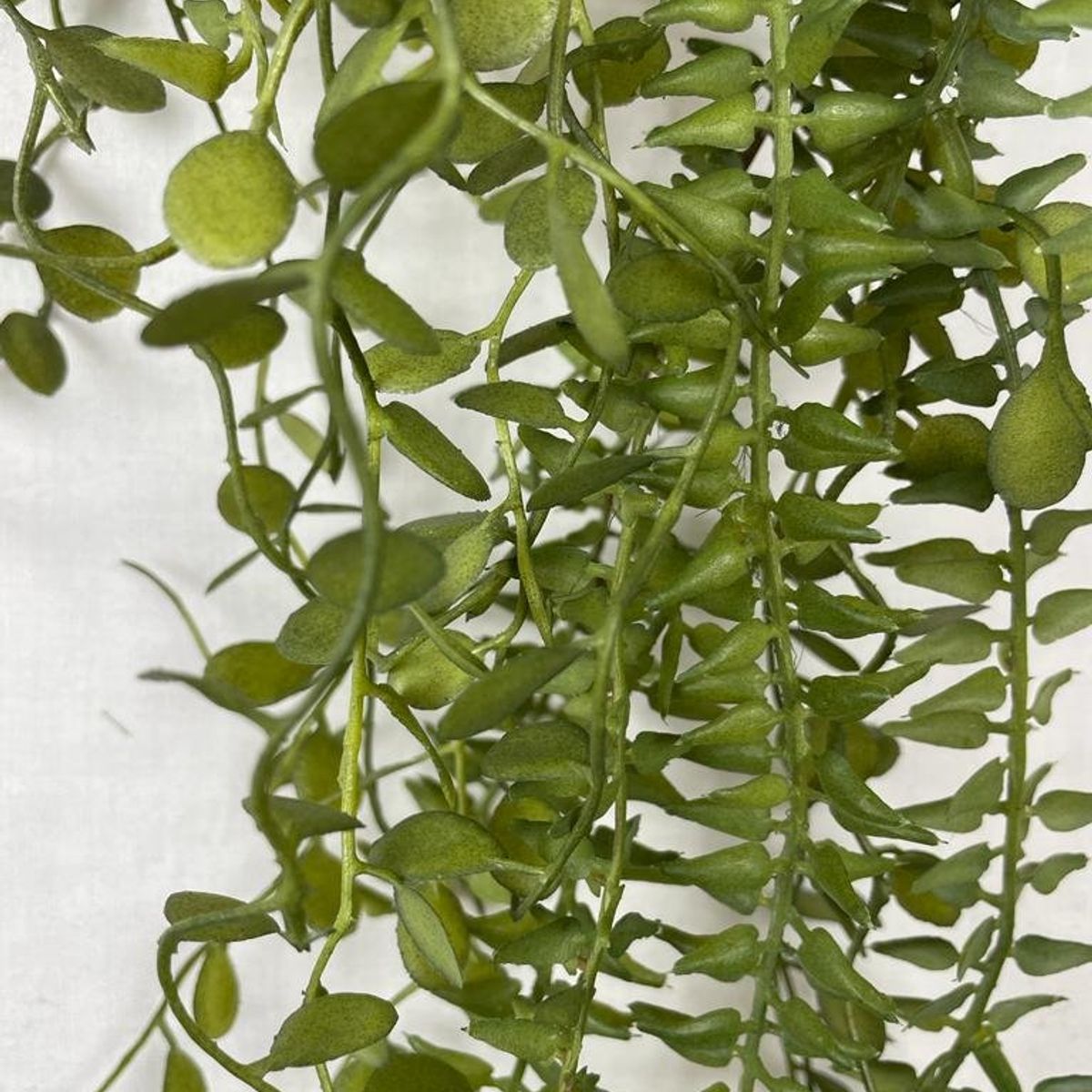 COREL - Helecho Colgante de Hoja Mini Artificial - Estilo Natural para Interiores y Vitrinas