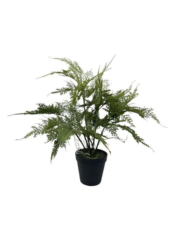 Helecho Esparagus 46cm Artificial - Estilo Natural para Interiores y Vitrinas