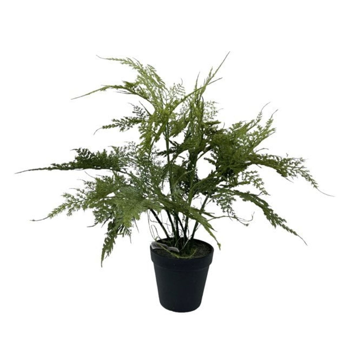 COREL - Helecho Esparagus 46cm Artificial - Estilo Natural para Interiores y Vitrinas