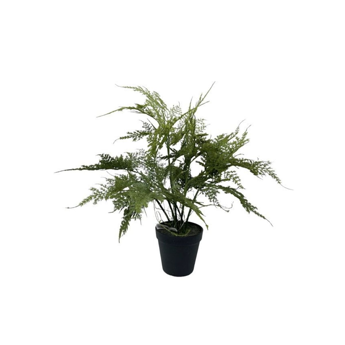 COREL - Helecho Esparagus 46cm Artificial - Estilo Natural para Interiores y Vitrinas