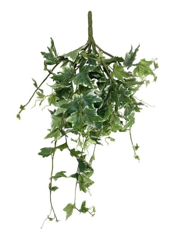 Hiedra Ivy Variegada Artificial - Estilo Natural para Interiores y Vitrinas