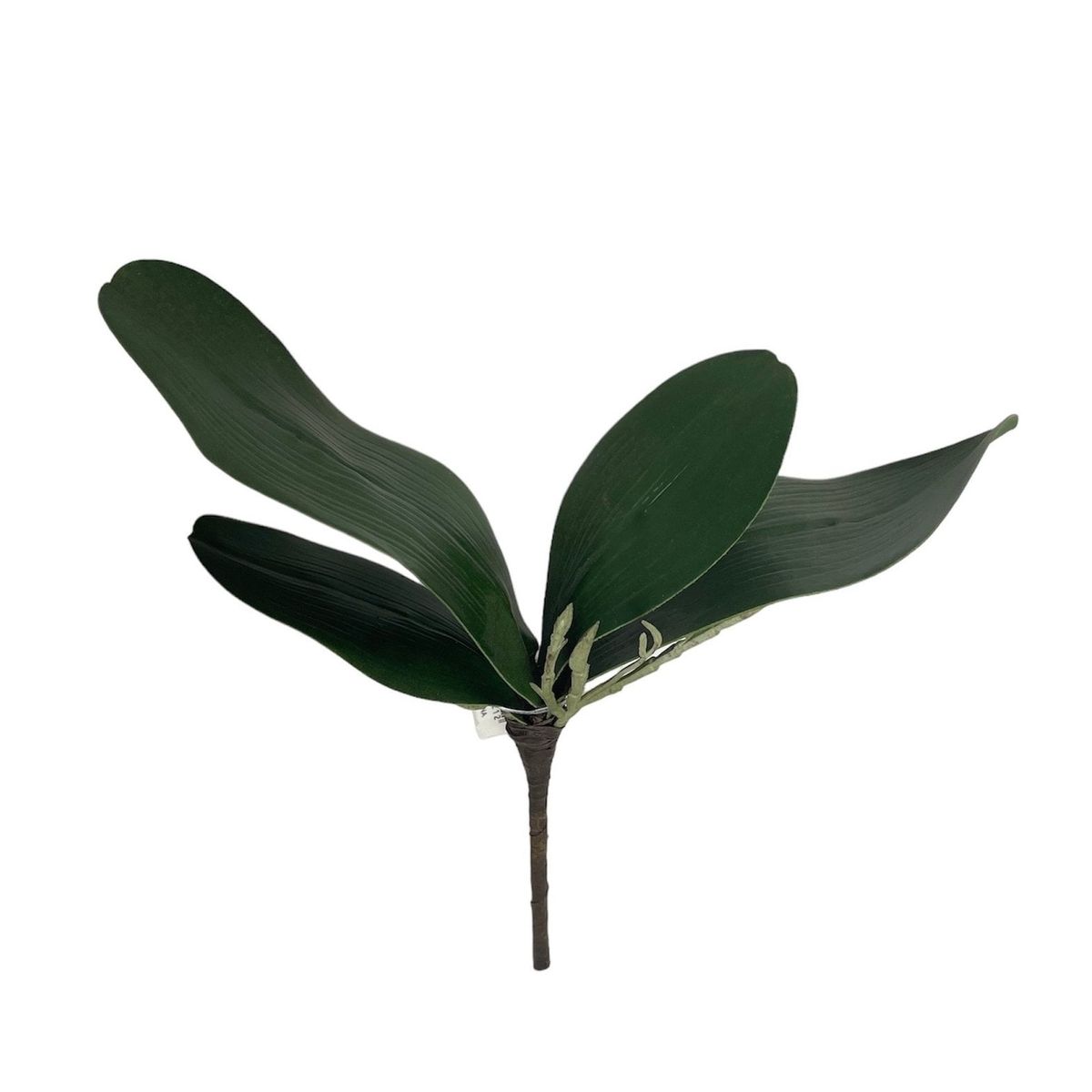 COREL - Hojas de Orquídea 24cm Artificial - Estilo Natural para Interiores y Vitrinas