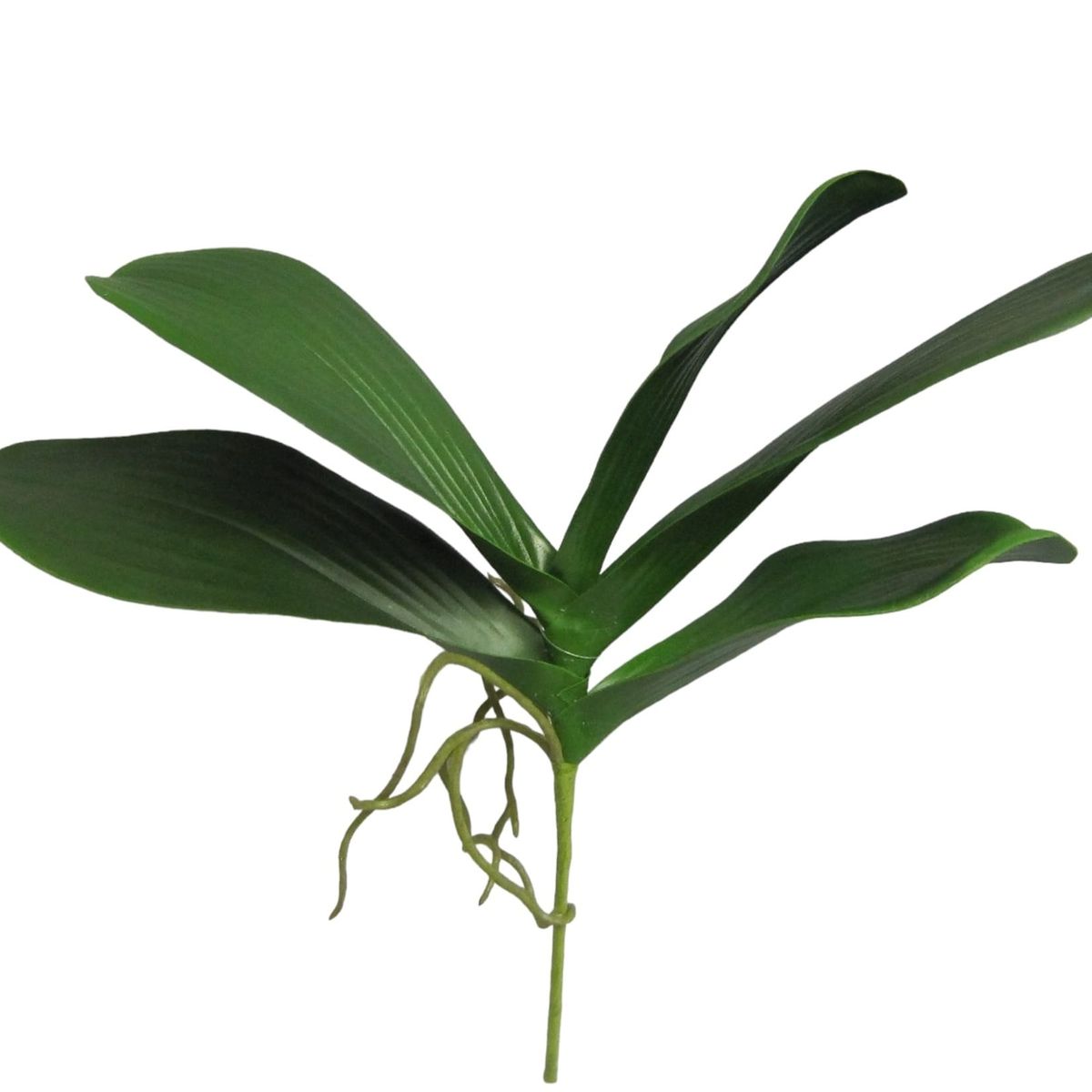 COREL - Hojas de Orquídea 28cm Artificial - Estilo Natural para Interiores y Vitrinas