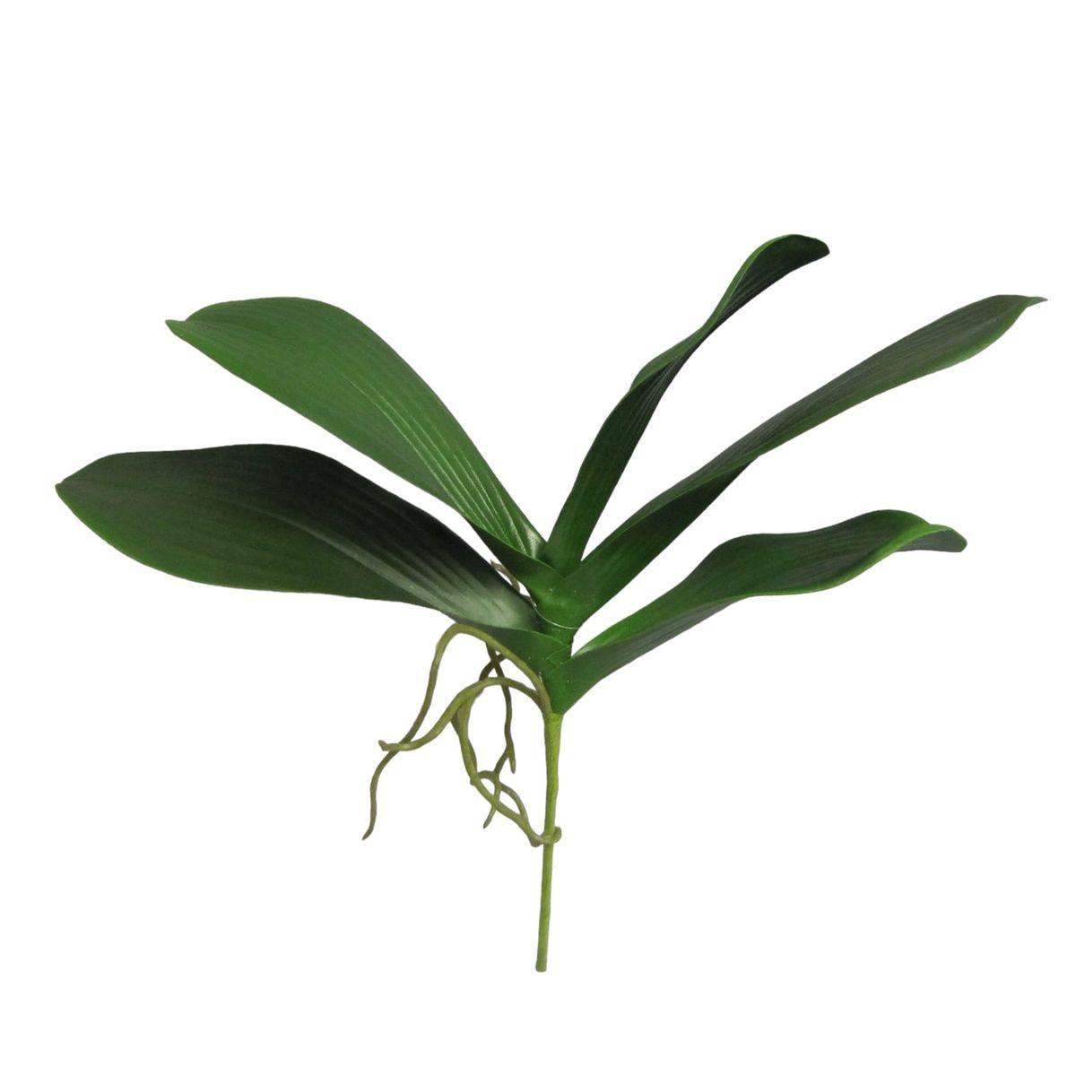 COREL - Hojas de Orquídea 28cm Artificial - Estilo Natural para Interiores y Vitrinas