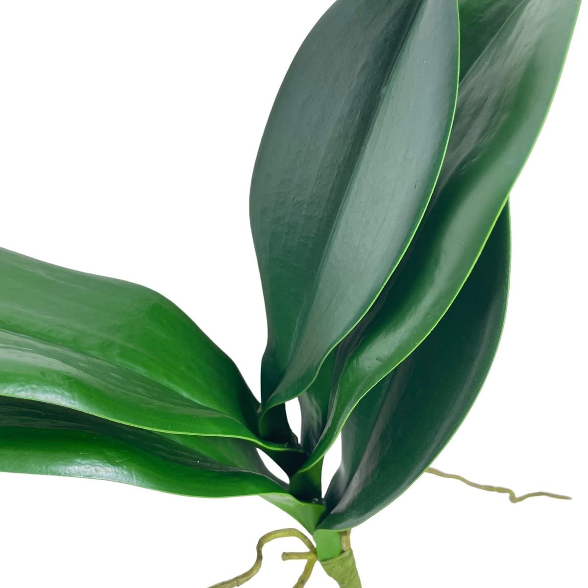 COREL - Hojas de Orquídea 28cm Artificial - Estilo Natural para Interiores y Vitrinas