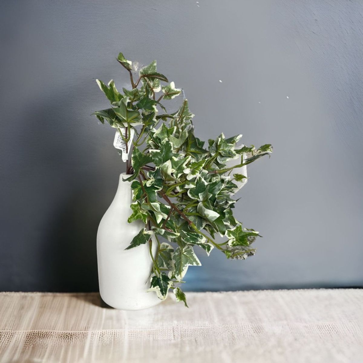 COREL - Mini Hiedra Inglesa Variegada 30cm Artificial - Estilo Natural para Interiores y Vitrinas