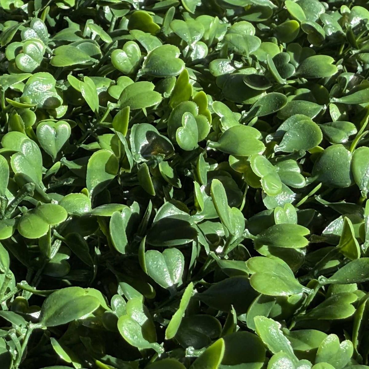 COREL - Palmeta Boxwood UV Artificial - Estilo Natural para Interiores y Vitrinas