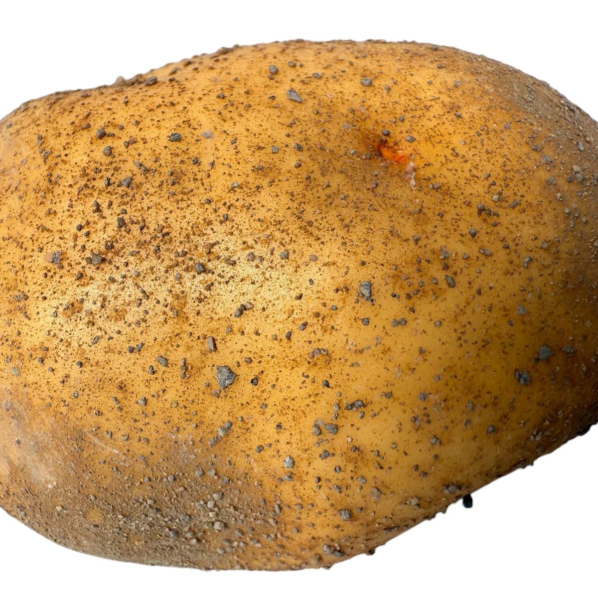 COREL - Papa Grumosa de Aspecto Natural Artificial - Estilo Natural para Interiores y Vitrinas