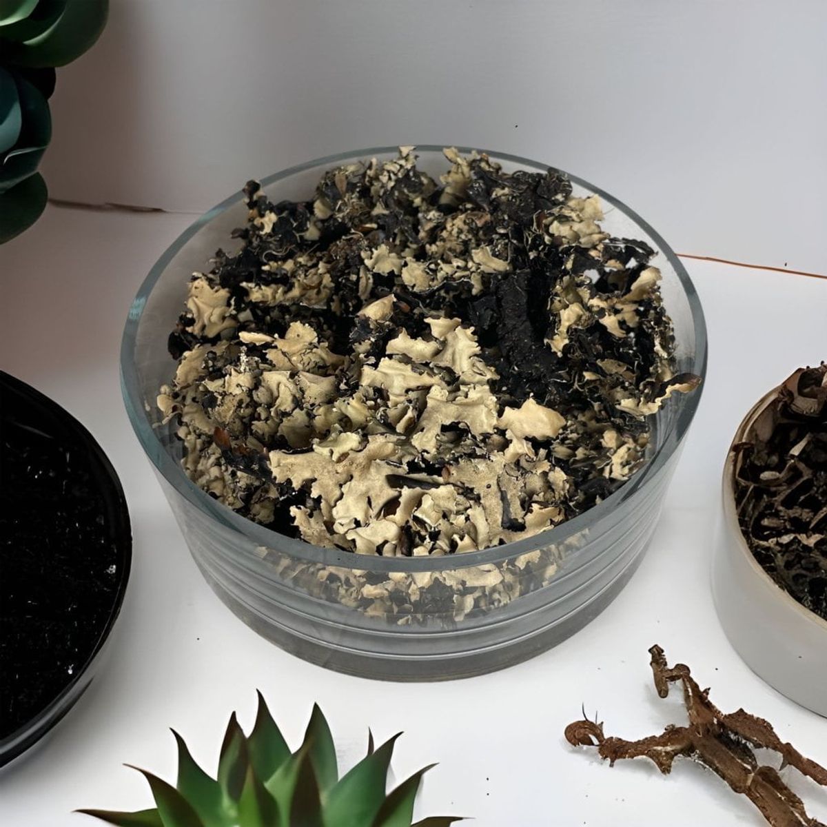 COREL - Paquete de Musgo Liquen Artificial Artificial - Estilo Natural para Interiores y Vitrinas