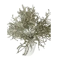 COREL - Pasto Gris 30cm Artificial - Estilo Natural para Interiores y Vitrinas