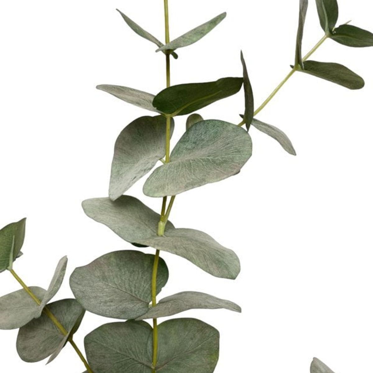 COREL - Rama Artificial de Eucalipto 79cm Artificial - Estilo Natural para Interiores y Vitrinas
