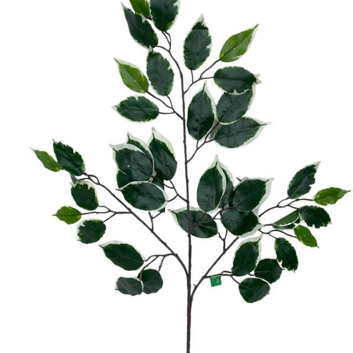 COREL - Rama Artificial De Ficus Variegada 50cm Artificial - Estilo Natural para Interiores y Vitrinas