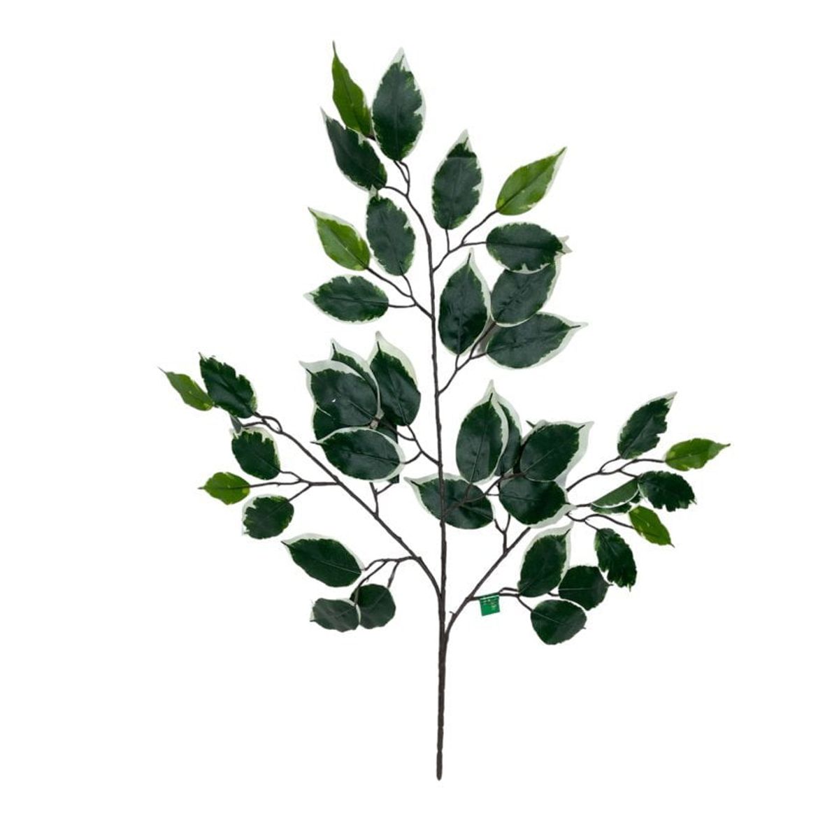 COREL - Rama Artificial De Ficus Variegada 50cm Artificial - Estilo Natural para Interiores y Vitrinas