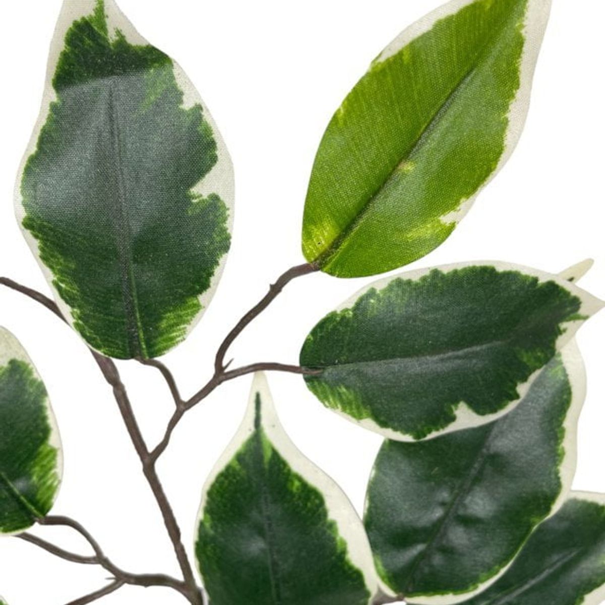 COREL - Rama Artificial De Ficus Variegada 50cm Artificial - Estilo Natural para Interiores y Vitrinas