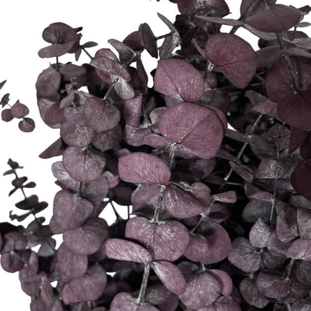 COREL - Ramo de Eucalipto Seco Negro Artificial - Estilo Natural para Interiores y Vitrinas