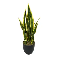 COREL - Sanseviera Amarilla de 69cm Artificial - Estilo Natural para Interiores y Vitrinas