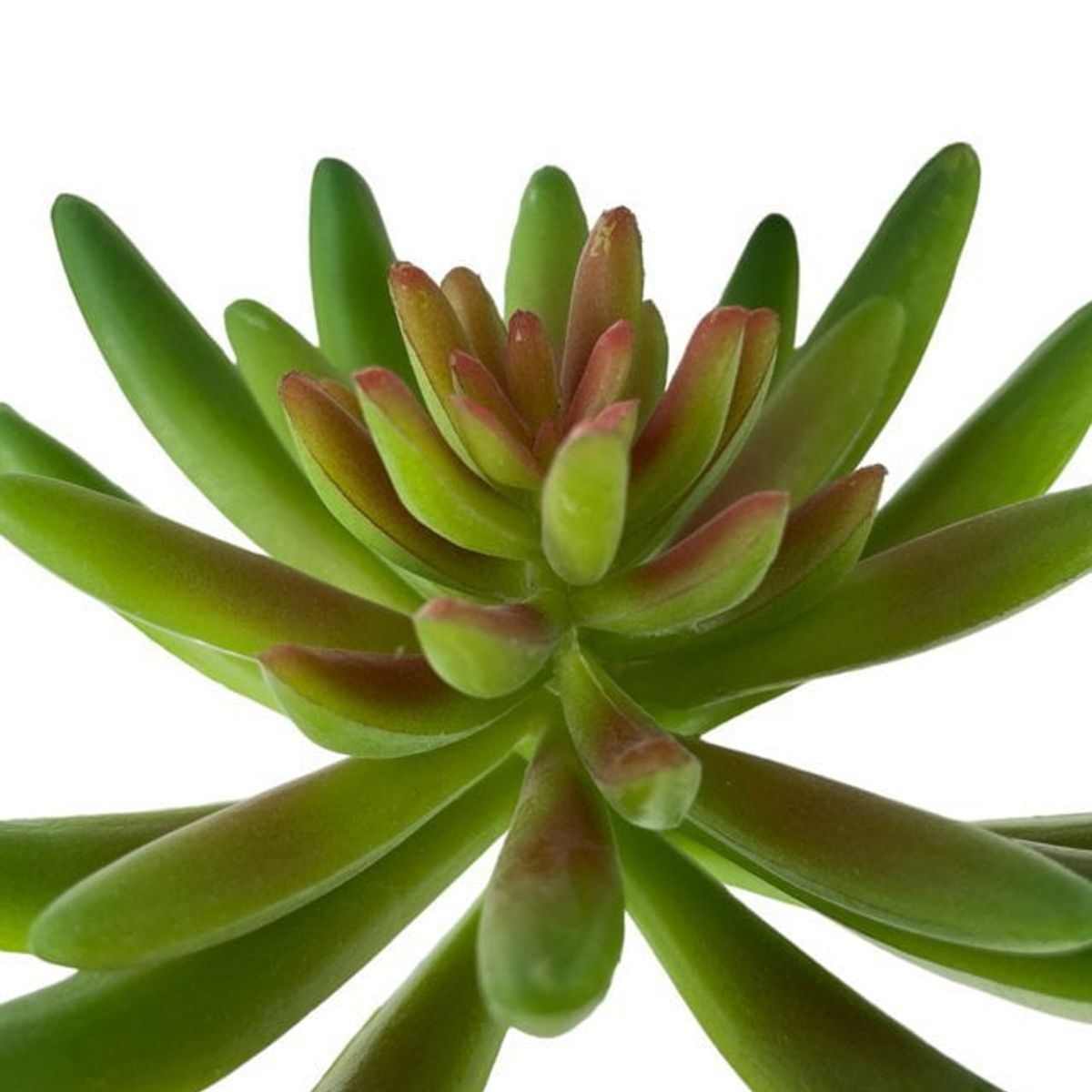 COREL - Suculenta Verde 13cm Artificial - Estilo Natural para Interiores y Vitrinas
