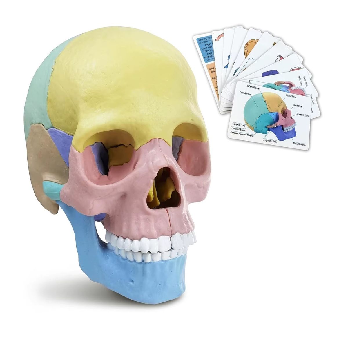 GENERICO - Rompecabezas 3D Modelo Anatómico del Cráneo Humano 55633