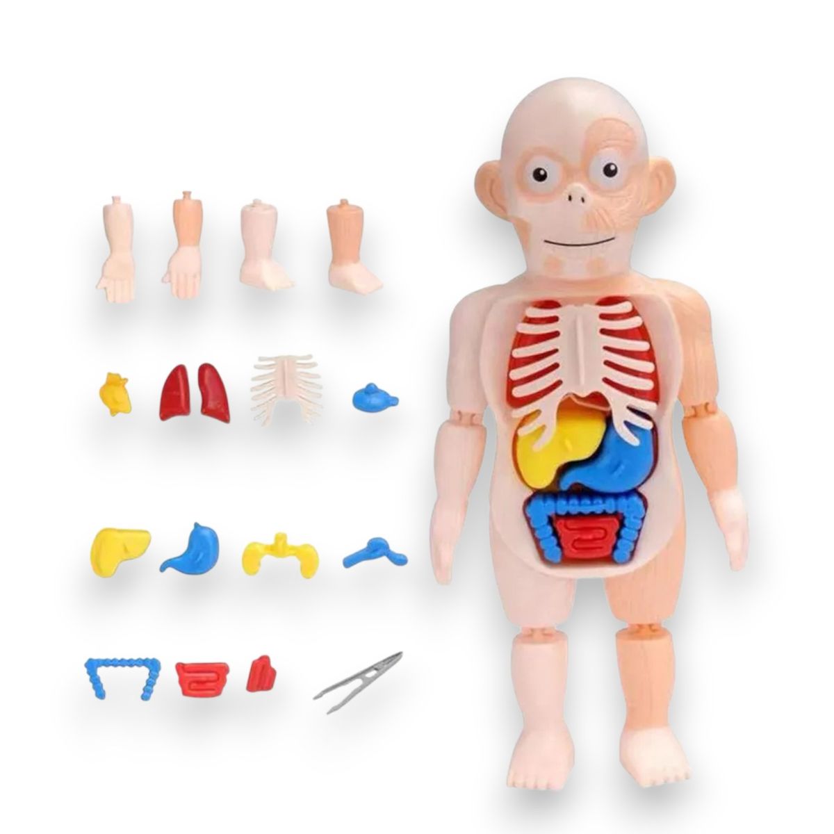 GENERICO - JUEGO DEL CUEPO HUMANO INTERACTIVO