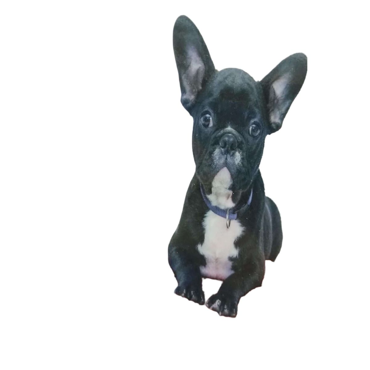 GENERICO - CORTINA DE BAÑO CON FORRO DE DUCHA 180 cm L23