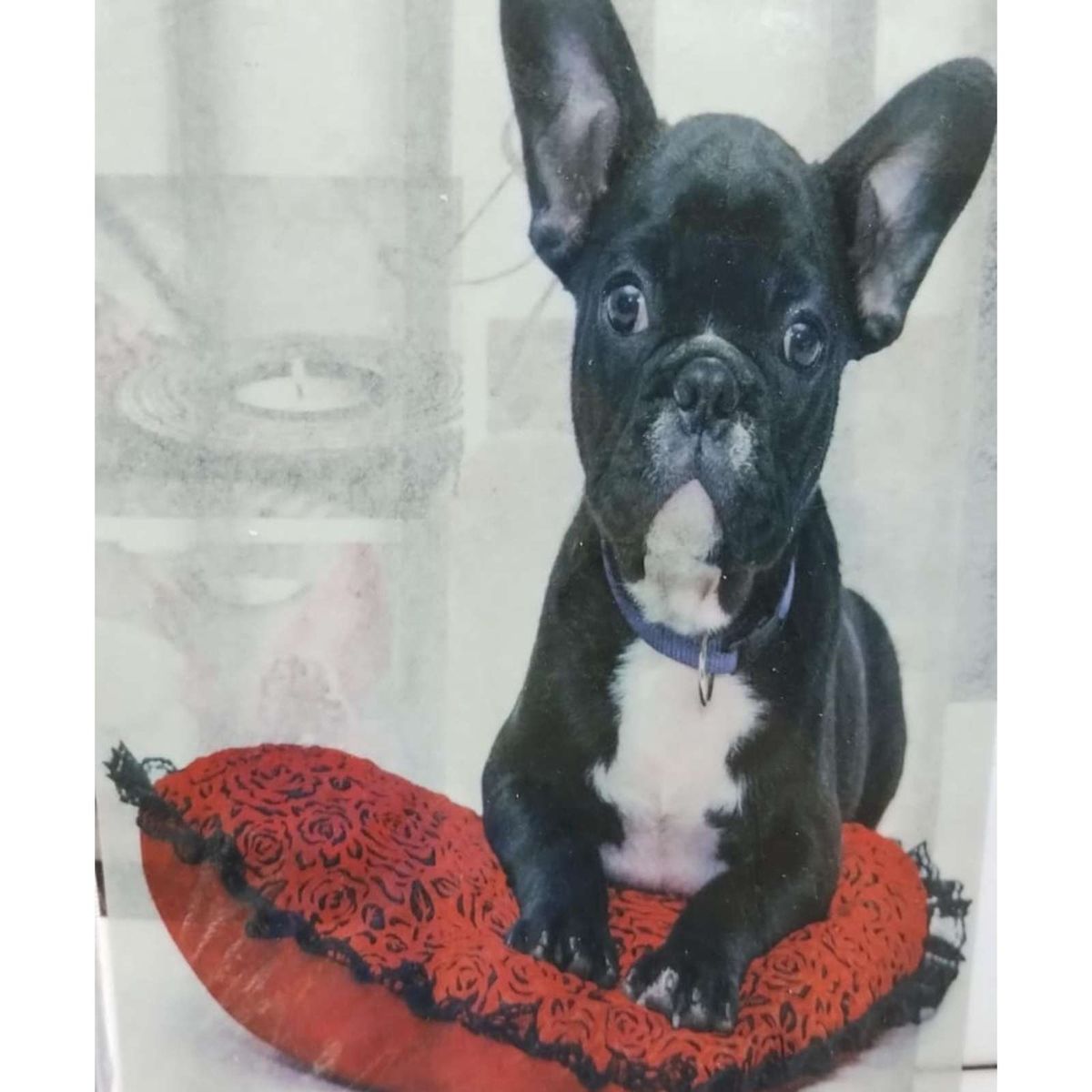 GENERICO - CORTINA DE BAÑO 180 cm