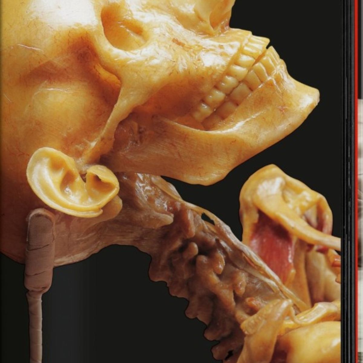 TASCHEN - Anatomical Waxes. 45th Ed.