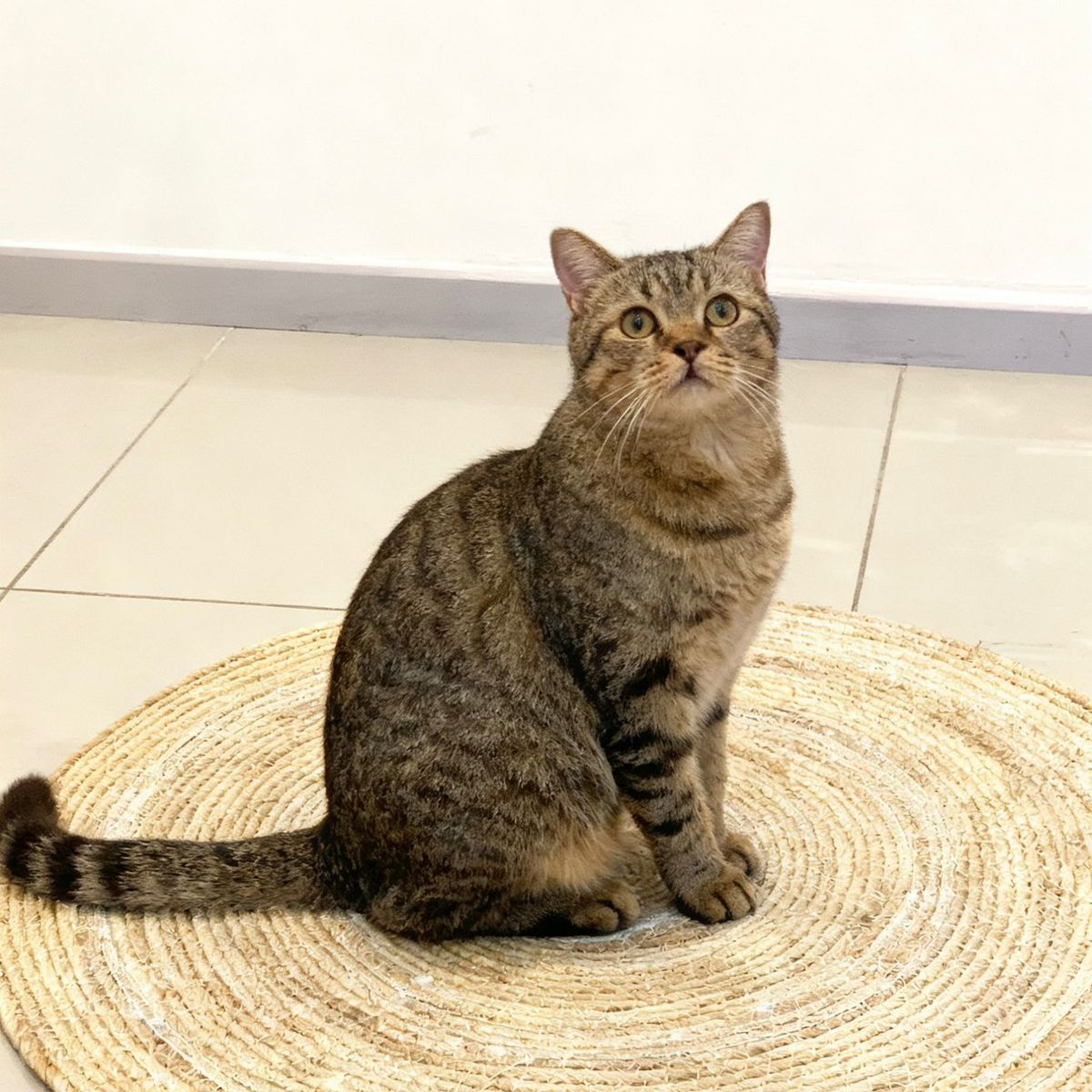 GENERICO - Alfombra Yute Natural Redonda Decoracion Rustica