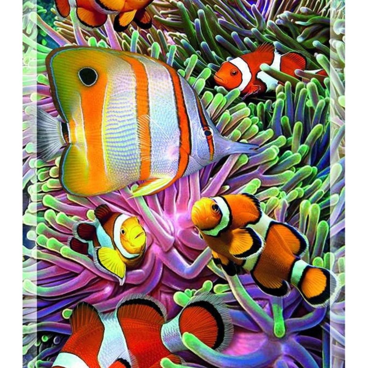 SUSAETA - Descubro y juego - Animales marinos