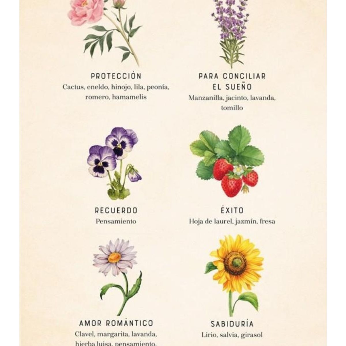 EDITORIAL CONTRAPUNTO - Magia de las hierbas. Manual de hechizos, amuletos...